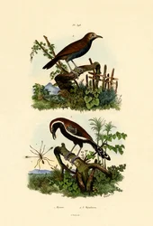 Ameisenvögel